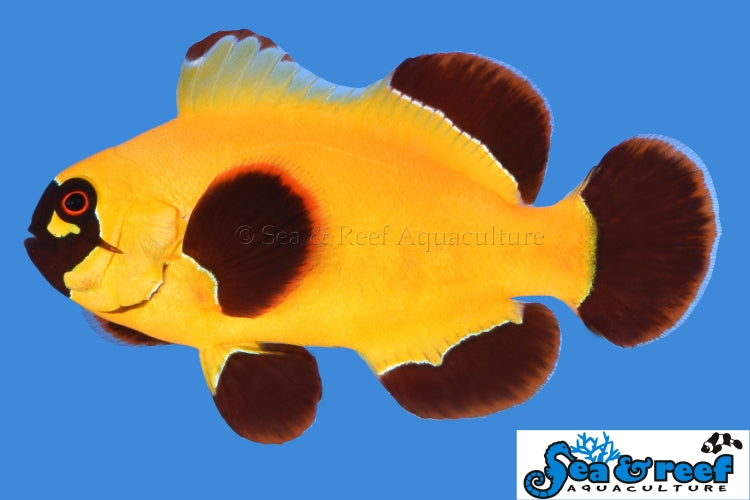 Sea & Reef Designer Gold Nugget Maroon Clownfish