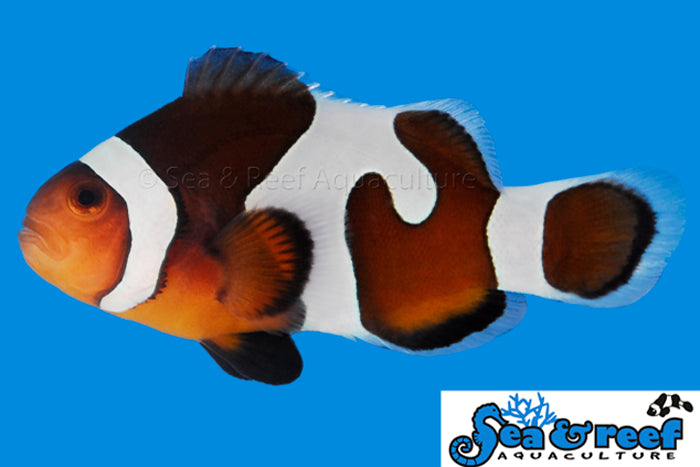 Sea & Reef Designer MochaVinci Grade B Clownfish