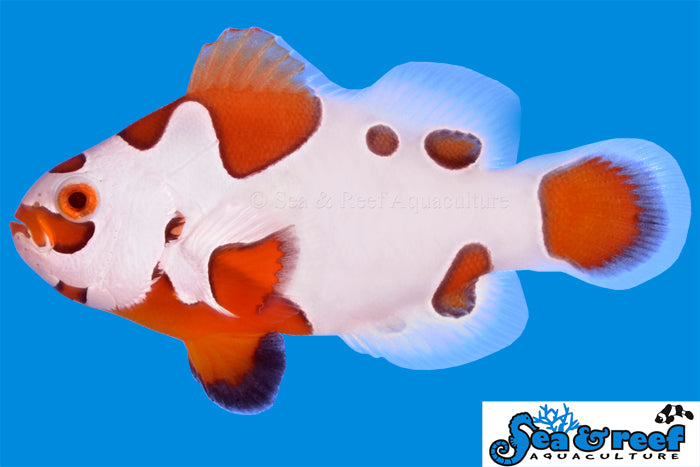 Sea & Reef Designer Tangerine Orange Storm Clownfish