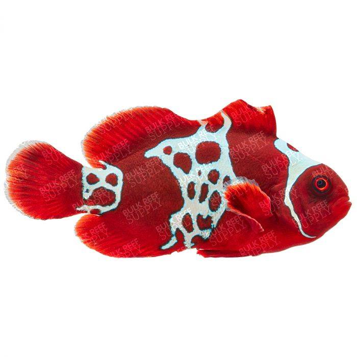 Sea & Reef Designer Lightning Maroon Clownfish