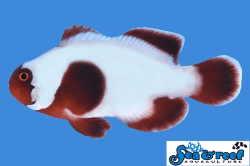 Sea & Reef Designer Thunder Maroon Clownfish