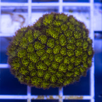 Leptastrea - Orange & Green