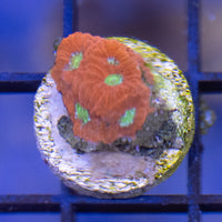 Favites - Watermellon
