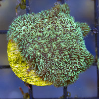 Leptoseris Coral - Mint Green