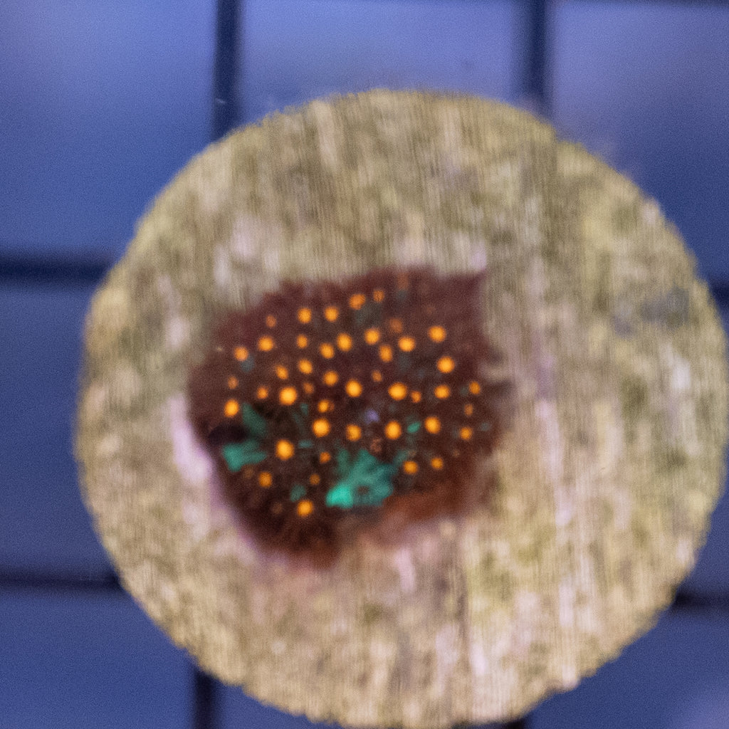 Stylocoeniella Coral - JF Sunset