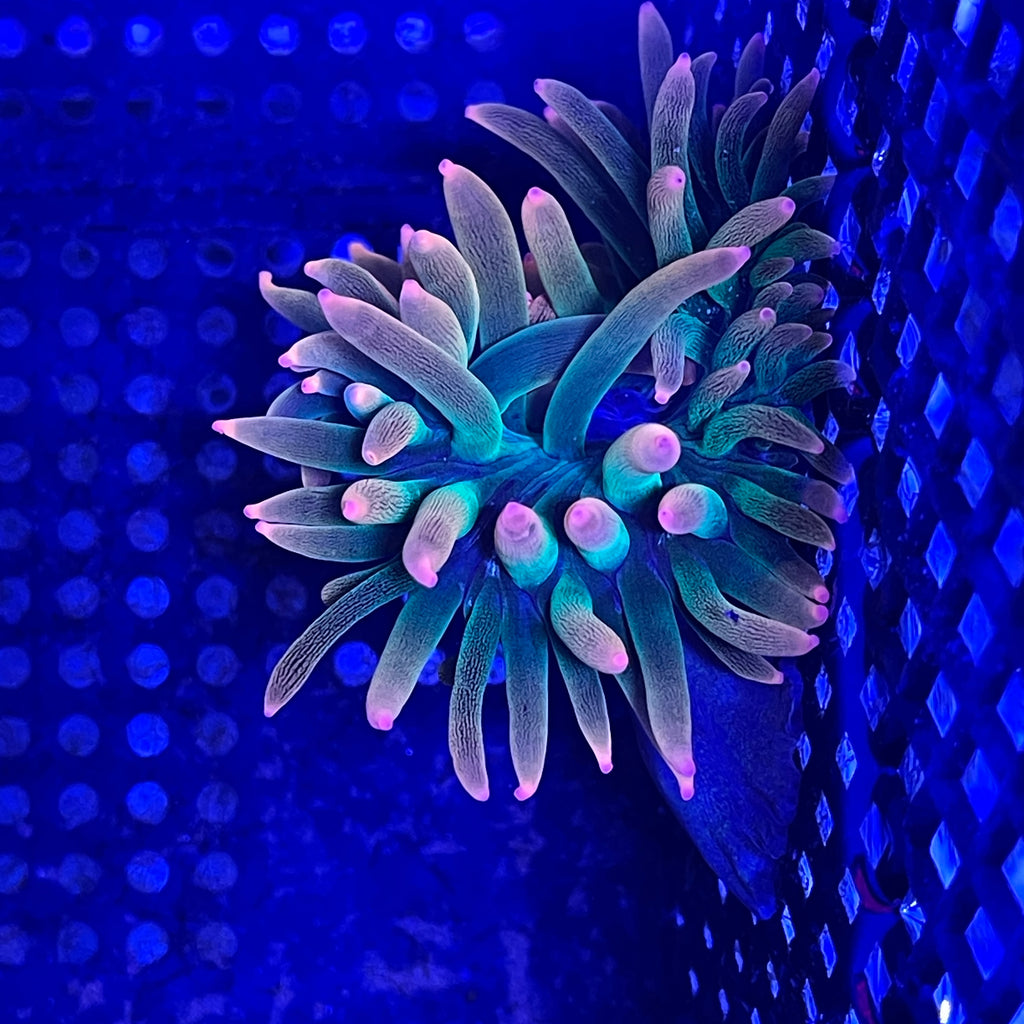 Anemone - Rainbow Bubble Tip