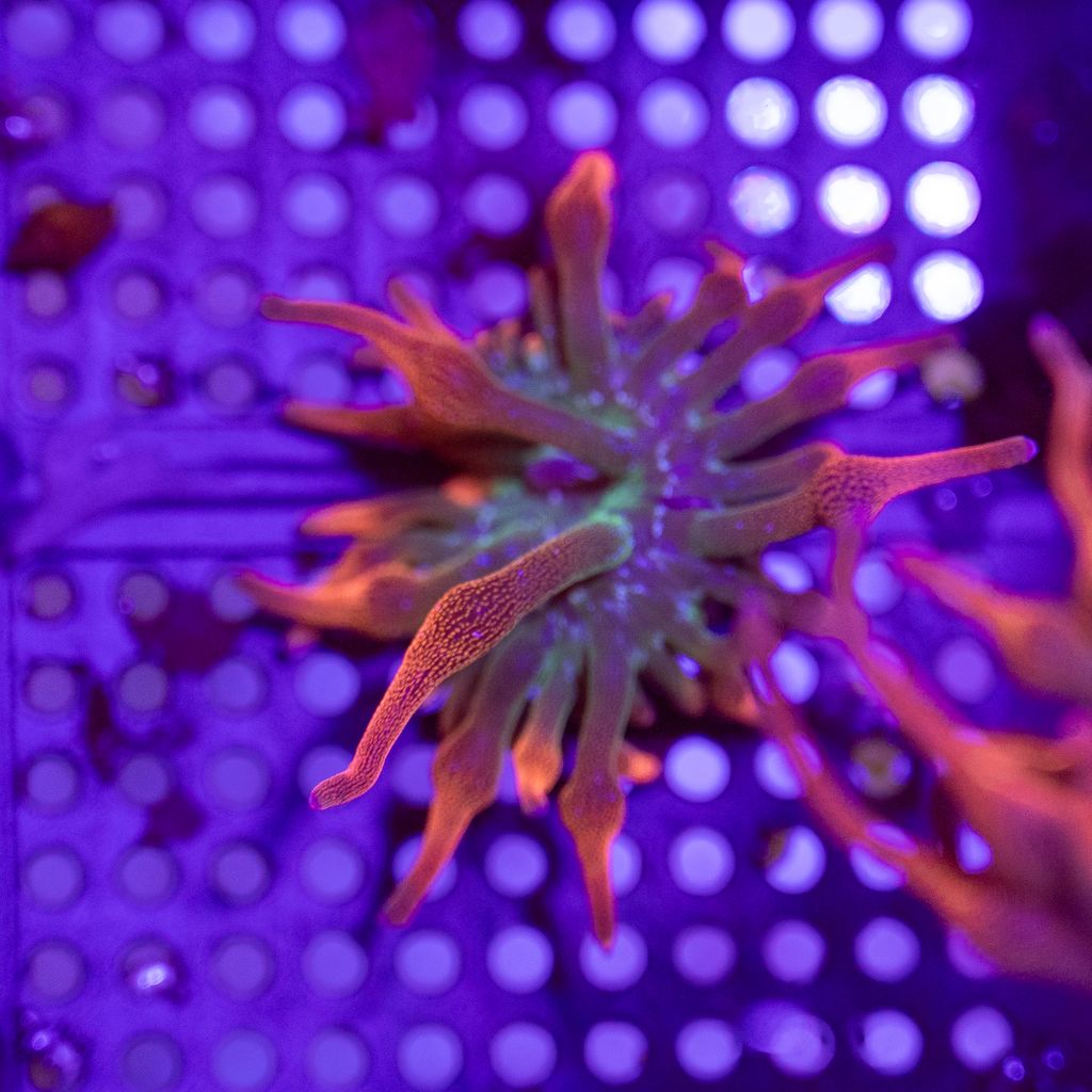 Anemone - Rainbow Bubble Tip 2-4"