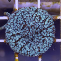 Leptoseris Coral - Mr.Freeze