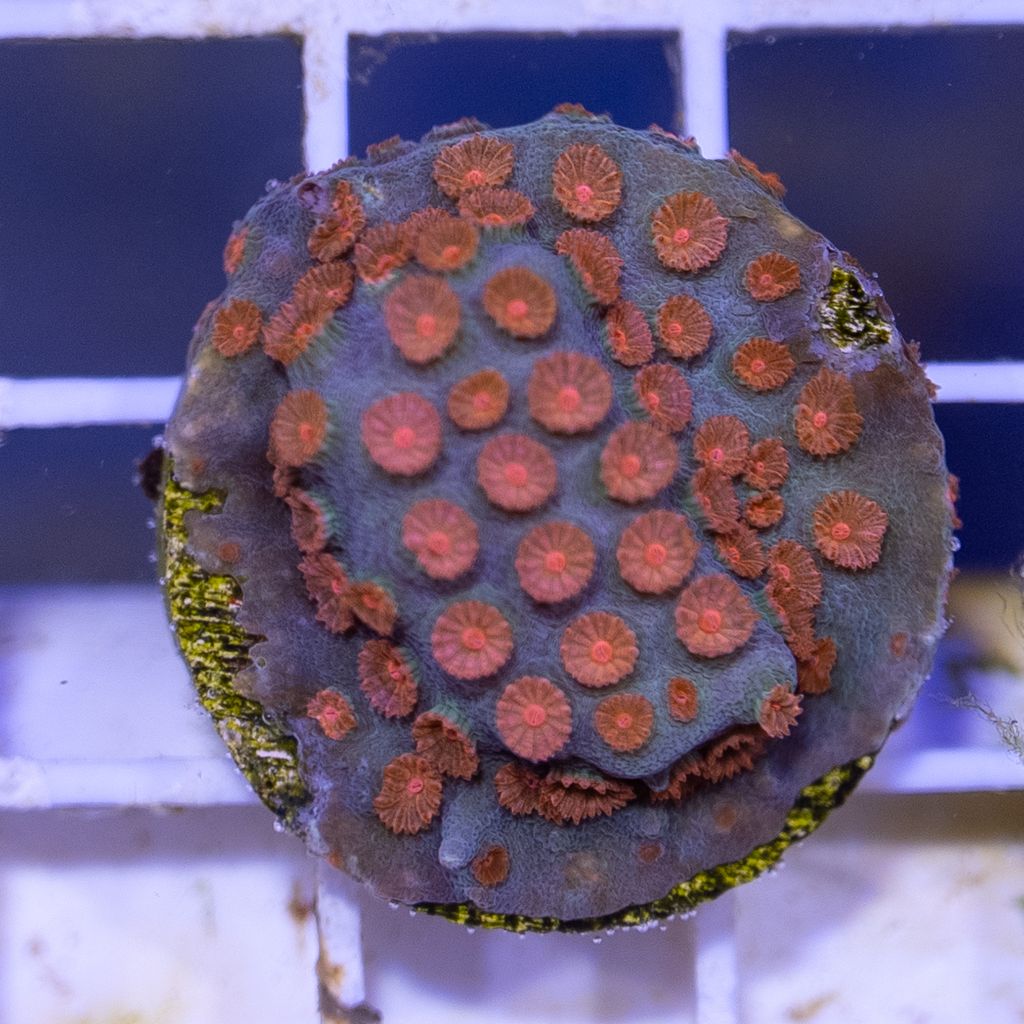 Cyphastrea - Meteor Shower - (3/4")