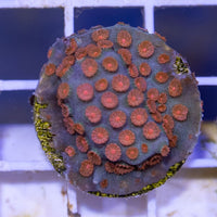 Cyphastrea - Meteor Shower - (3/4")