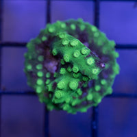 Cyphastrea Coral - Hulk