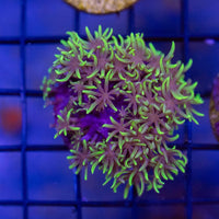 Green Star Polyp