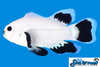 Sea & Reef Longfin Snow Storm Longfin  Clownfish