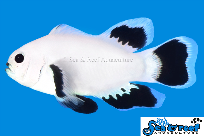 Sea & Reef Longfin Snow Storm Longfin  Clownfish