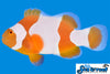 Sea & Reef Designer Tangerine Percules (wide bar) Clownfish