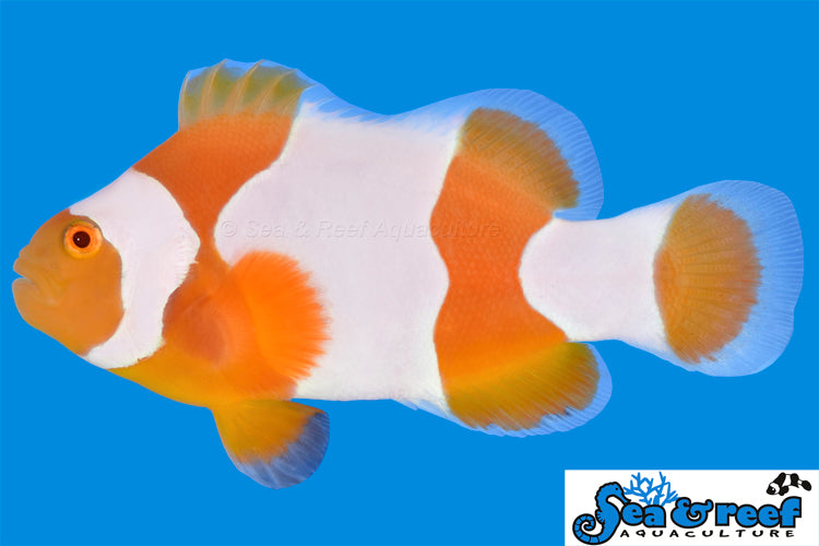 Sea & Reef Designer Tangerine Percules (wide bar) Clownfish