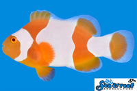 Sea & Reef Designer Tangerine Percules (wide bar) Clownfish