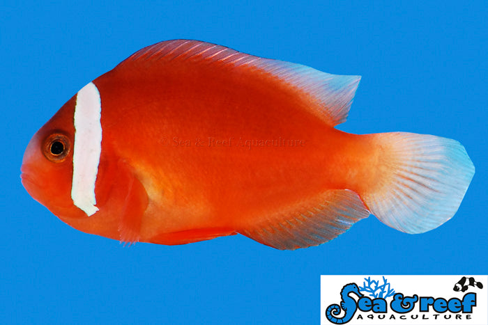 Sea & Reef Clownfish Barberi Clownfish
