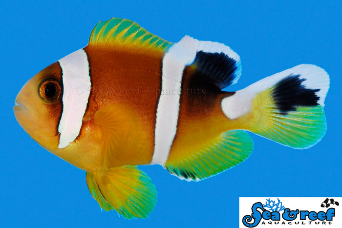Sea & Reef Clownfish Red Sea Clownfish