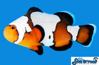 Sea & Reef Designer Black Ice Clownfish