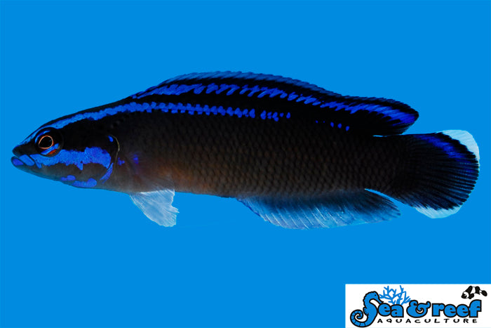 Sea & Reef Dottybacks Black Neon Dottyback