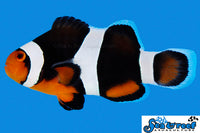 Sea & Reef Designer Black Photon Clownfish