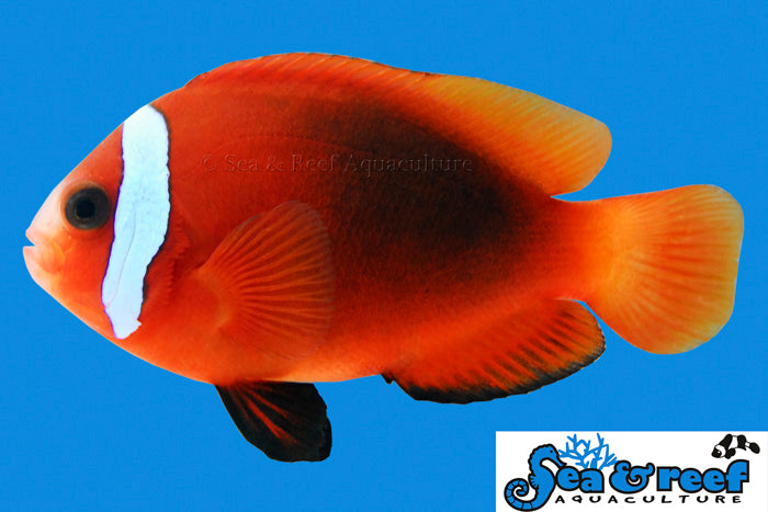 Sea & Reef Clownfish Cinnamon Clownfish
