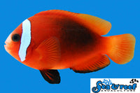 Sea & Reef Clownfish Cinnamon Clownfish