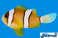 Sea & Reef Clownfish Clarkii Clownfish