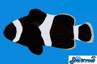 Sea & Reef Clownfish Darwin (Black) Ocellaris Clownfish