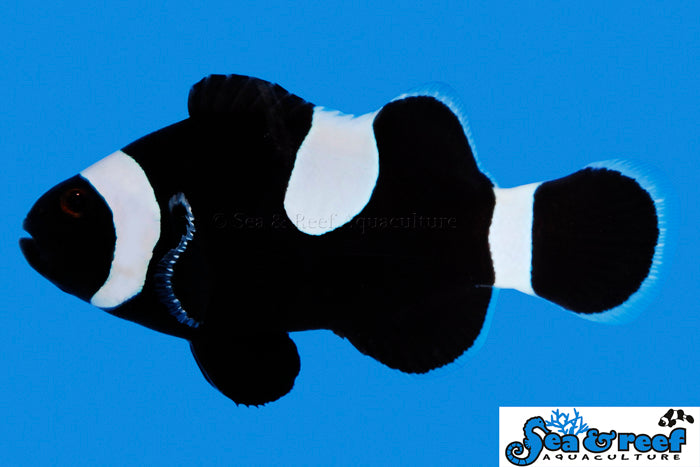 Sea & Reef Clownfish Darwin (Black) Oce Misbar Clownfish