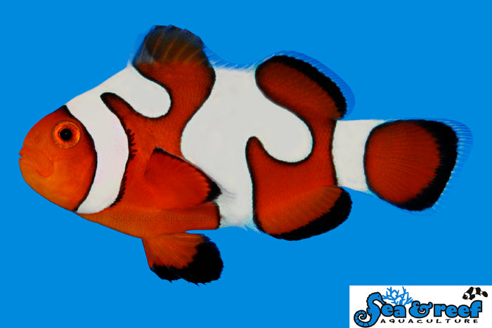 Sea & Reef Designer DaVinci Ocellaris Grade B Clownfish