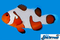 Sea & Reef Designer DaVinci Ocellaris Extreme Clownfish