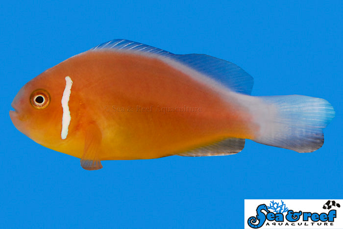 Sea & Reef Clownfish Fiji Pink Skunk  Clownfish