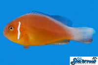 Sea & Reef Clownfish Fiji Pink Skunk  Clownfish