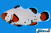Sea & Reef Designer Frostbite Clownfish