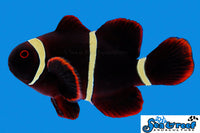 Sea & Reef Clownfish Gold Stripe Maroon Clownfish
