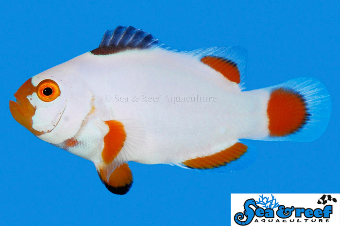 Sea & Reef Designer Maine Blizzard Clownfish