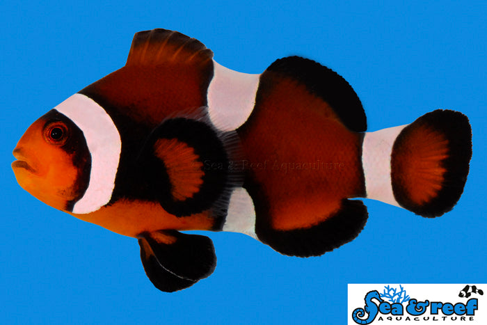 Sea & Reef Designer Maine Mocha Clownfish