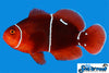 Sea & Reef Designer Morse Code Maroon Clownfish