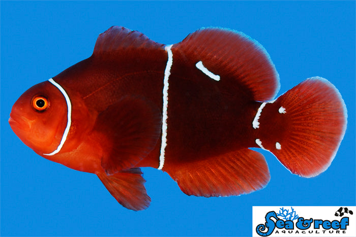 Sea & Reef Designer Morse Code Maroon Clownfish