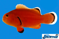 Sea & Reef Designer Naked Clownfish