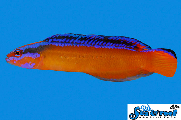 Sea & Reef Dottybacks Neon Dottyback