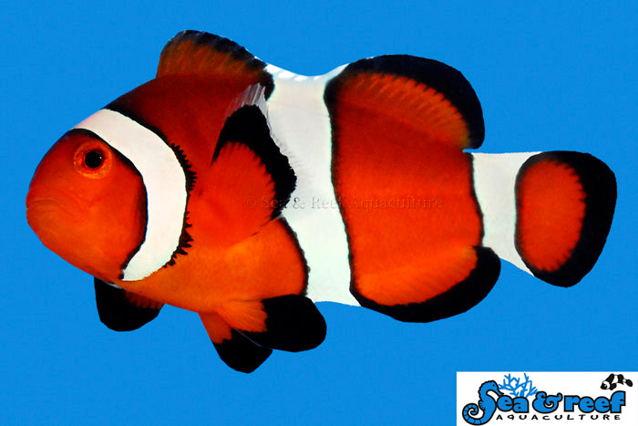 Sea & Reef Clownfish Nano Ocelaris - so cute Clownfish