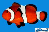 Sea & Reef Clownfish Nano Ocelaris - so cute Clownfish