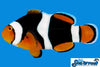Sea & Reef Designer Onyx Percula (C-Quest line) Clownfish