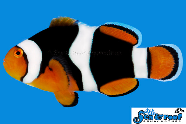 Sea & Reef Designer Onyx Percula (C-Quest line) Clownfish