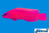 Sea & Reef Dottybacks Orchid Dottyback