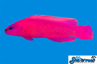 Sea & Reef Dottybacks Orchid Dottyback
