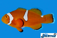 Sea & Reef Clownfish True Percula - Misbar Clownfish